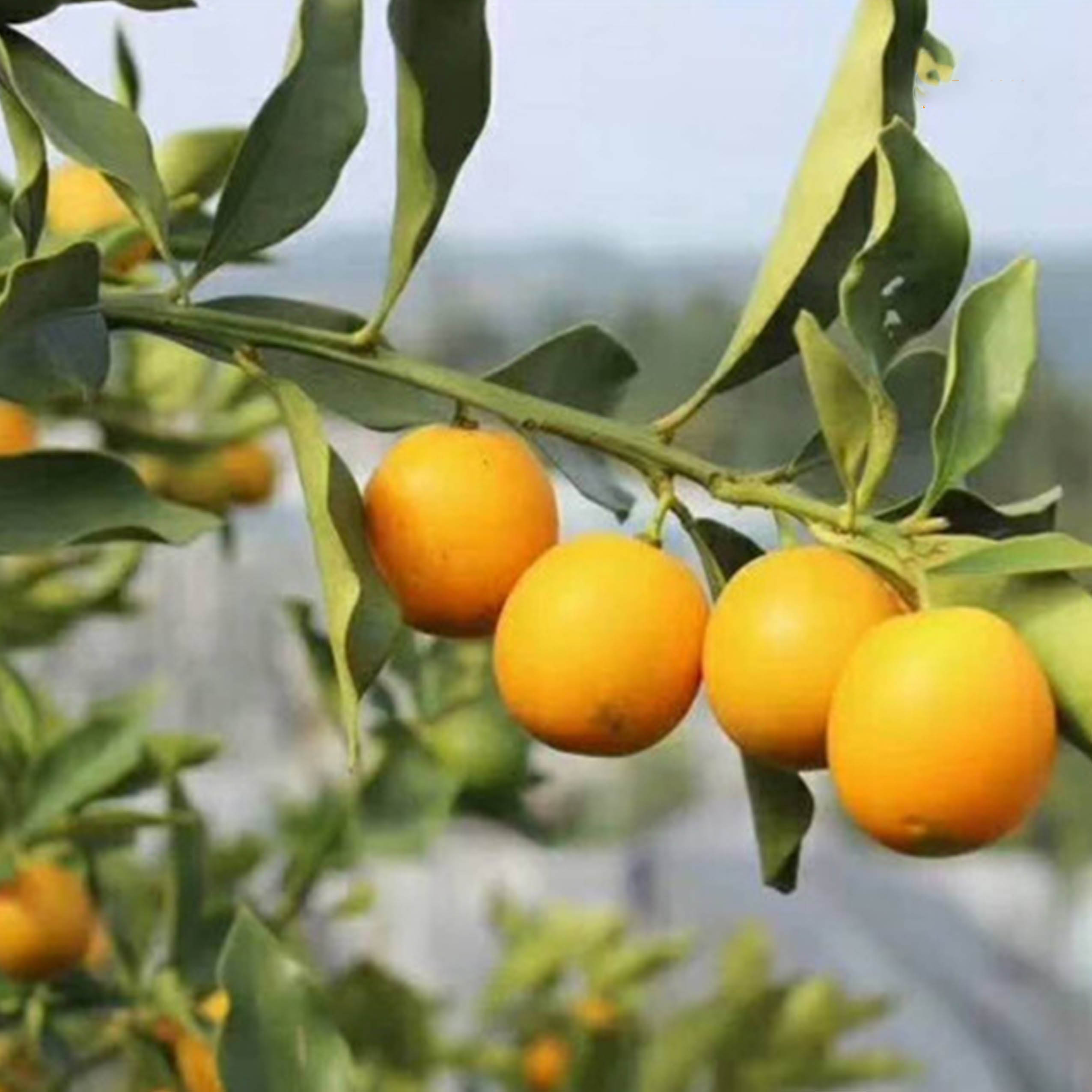 脆蜜金柑:1箱x5斤/件,甜蜜多汁 个头大 不辣嘴
