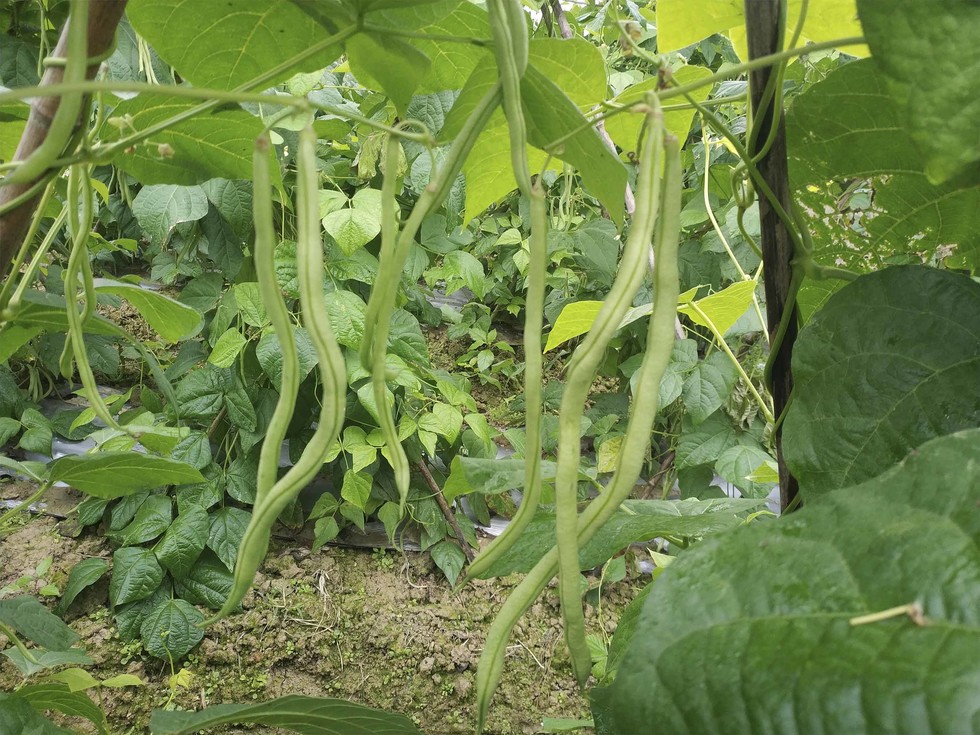 龙豆角是新型的蔬菜品种,味甜,每条豆角长3—5尺,重5斤左右,每